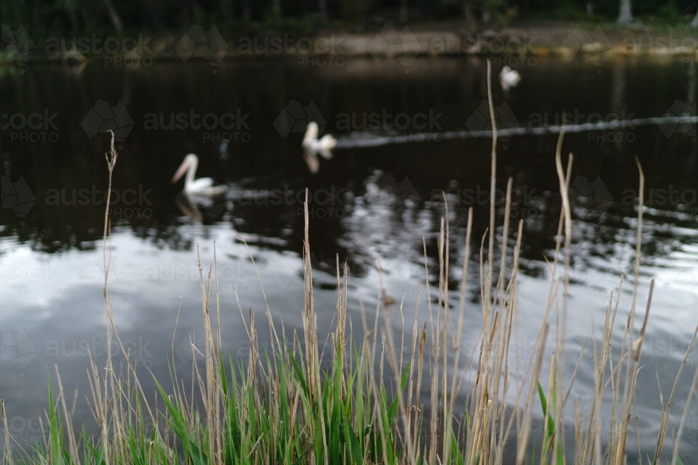 Blurred Pelicans on a River - Australian Stock Image