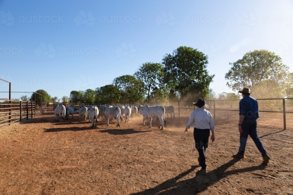 Blurred shot of two men mustering cattle in stockyards - Australian Stock Image