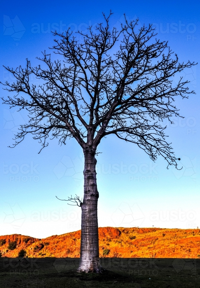 Boab Tree against a blue sky and red earth - Australian Stock Image