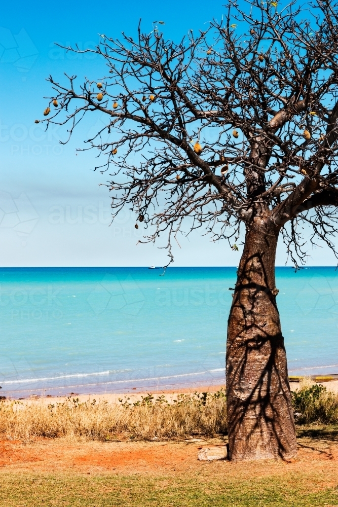 Boab tree and blue sea - Australian Stock Image