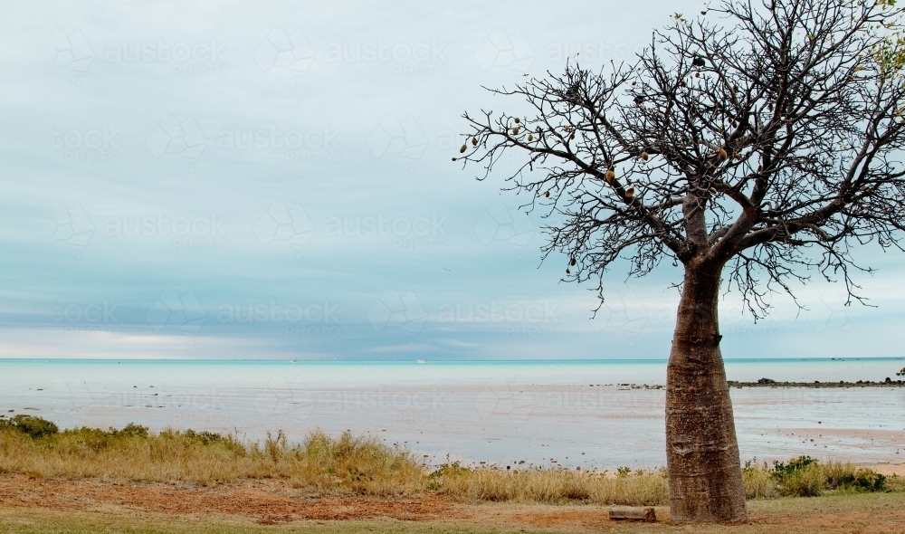 boab tree at beach on stormy day - Australian Stock Image