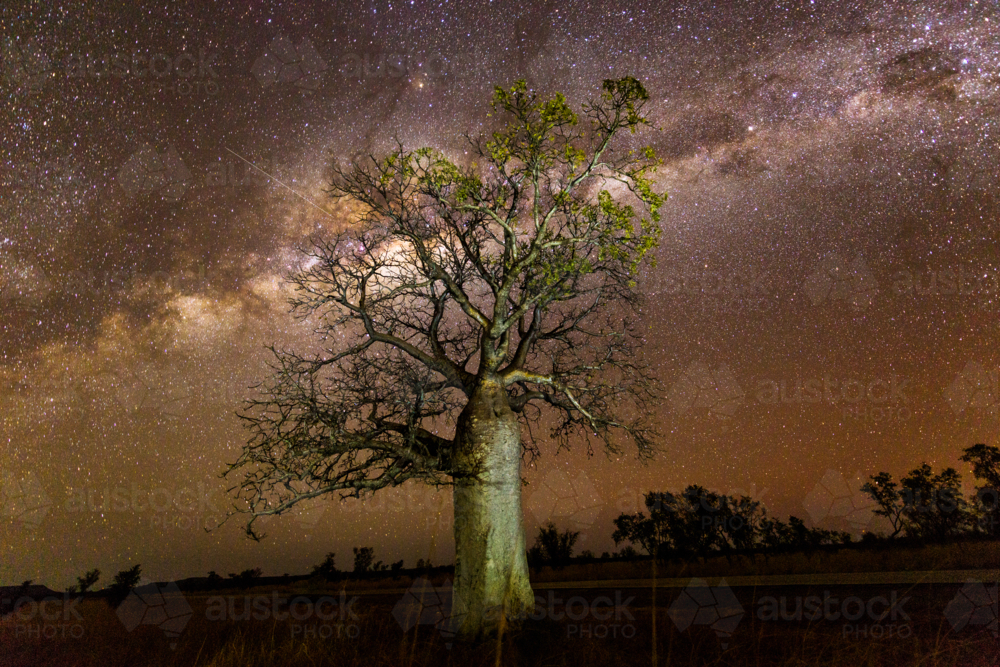 Boab tree illuminated under a star-filled night sky with the Milky Way overhead - Australian Stock Image