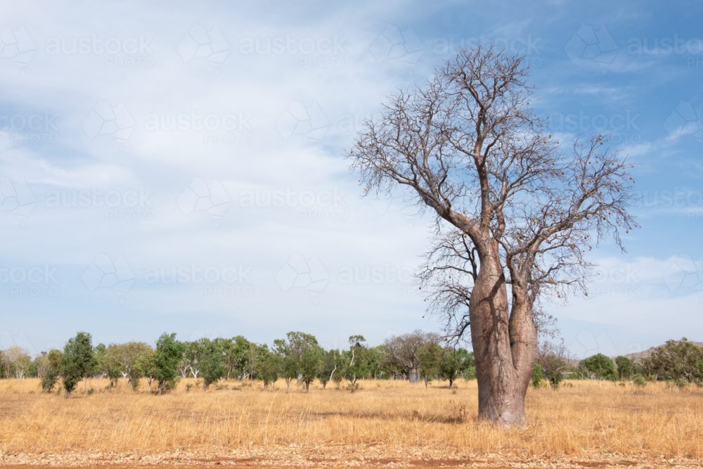 Boab tree in an open plain, dry season Northern Territory - Australian Stock Image