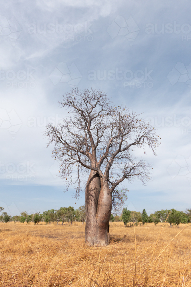 Boab tree in an open plain, dry season Northern Territory - Australian Stock Image