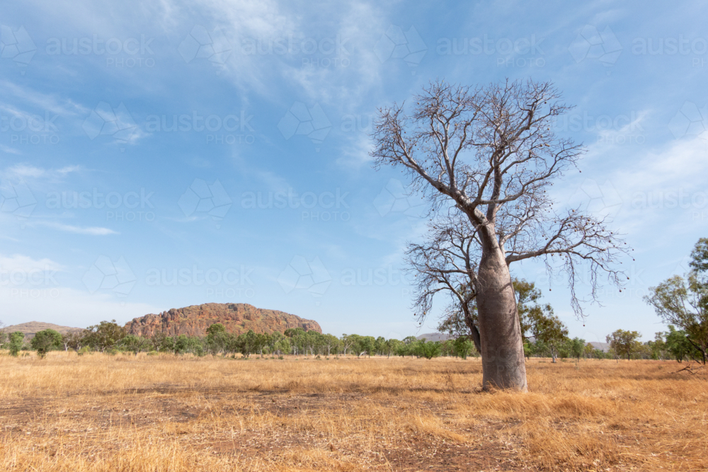 Boab tree in an open plain, with rocky outcrop, Northern Territory - Australian Stock Image