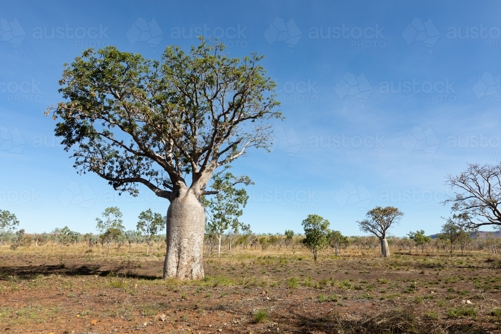 boab tree in dry season landscape in the kimberley - Australian Stock Image