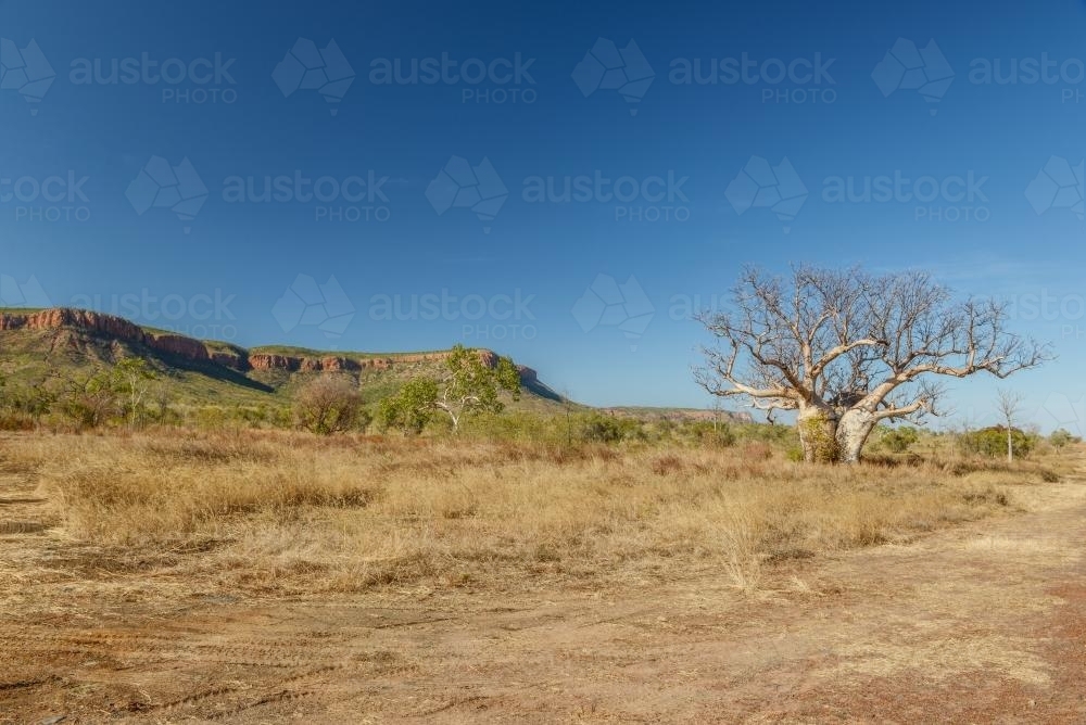 Boab tree in outback landscape - Australian Stock Image