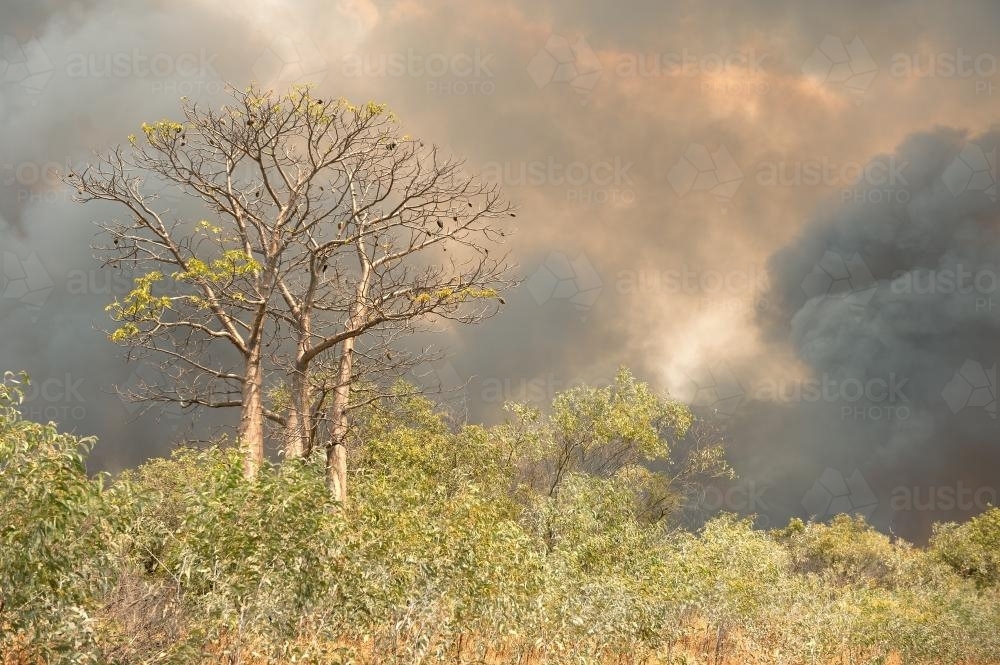 boab tree in path of bush fire and smoke filled sky - Australian Stock Image