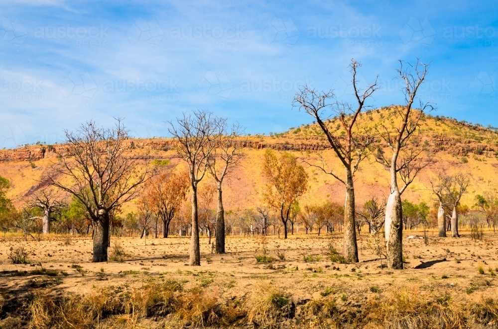 Boab trees in a colourful burnt landscape - Australian Stock Image