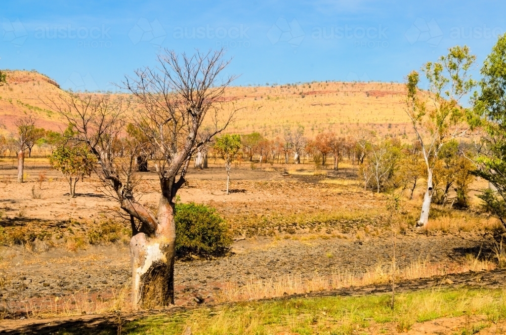 Boab trees in a colourful burnt landscape - Australian Stock Image