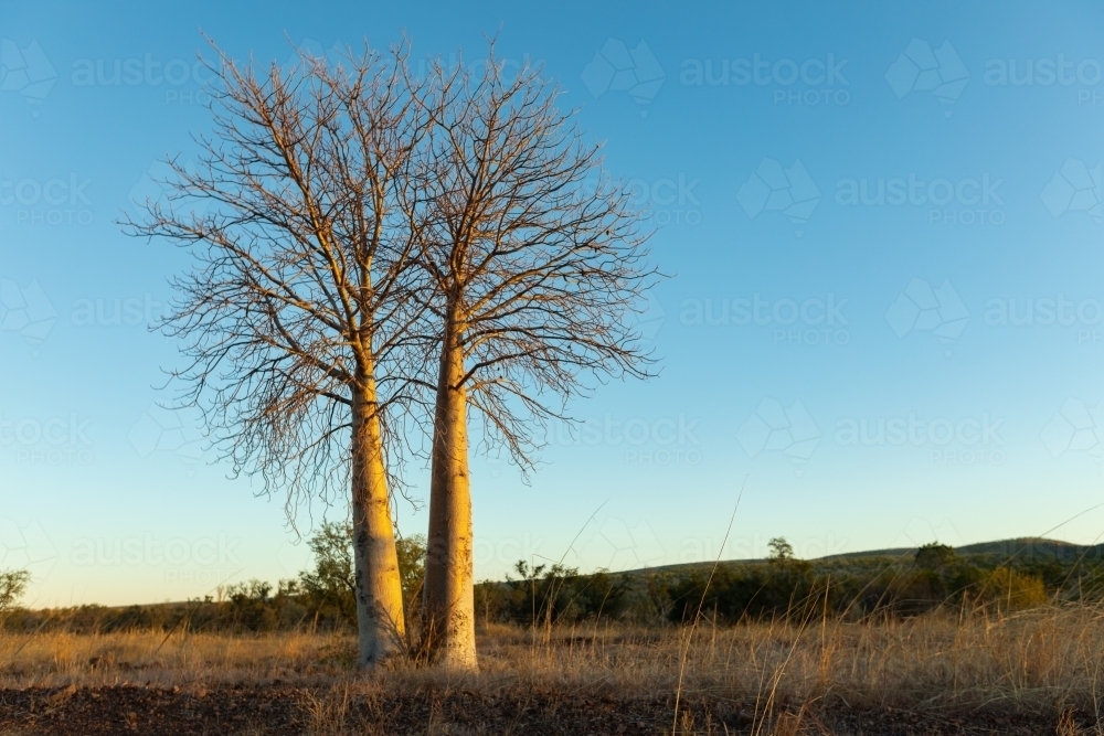 Boab trees in Kimberley late afternoon landscape - Australian Stock Image
