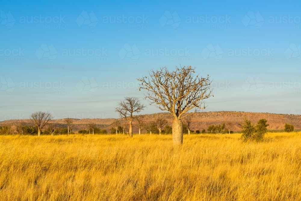 Boab trees in yellow grass with orange mountains and blue sky - Australian Stock Image