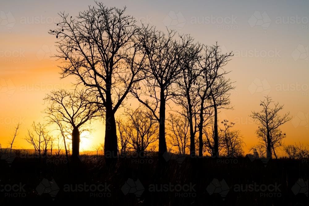 Boab trees silhouetted in the golden sunset - Australian Stock Image