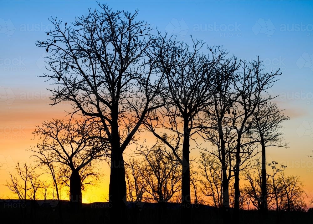 Boabs silhouetted in colourful sunset - Australian Stock Image