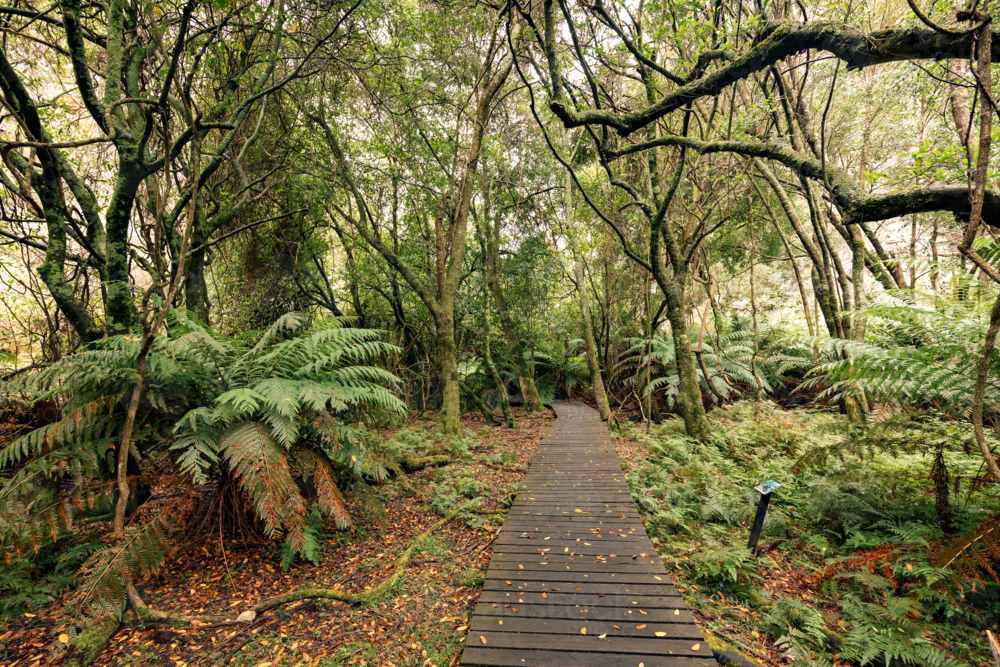 Boardwalk through Fern Gully in the Bylong Valley - Australian Stock Image