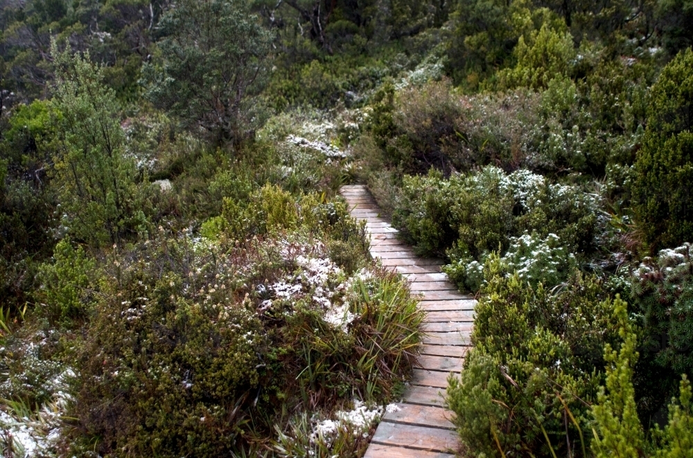 Boardwalk through plants and trees with patchy snow - Australian Stock Image