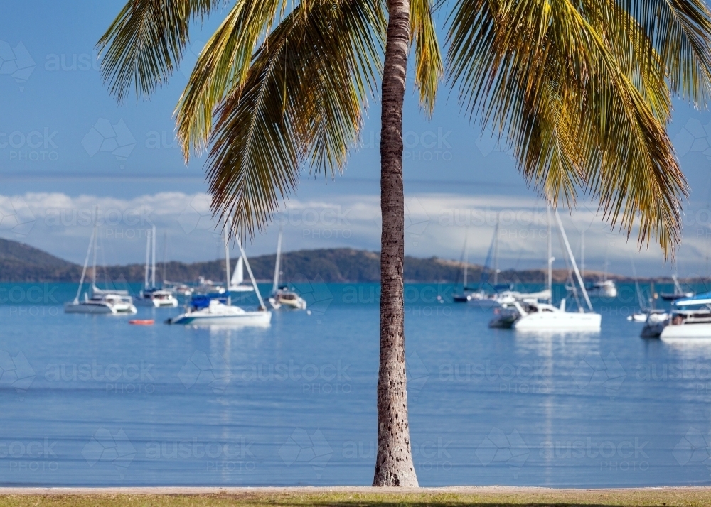 Boats and palm tree at Airlie Beach. - Australian Stock Image