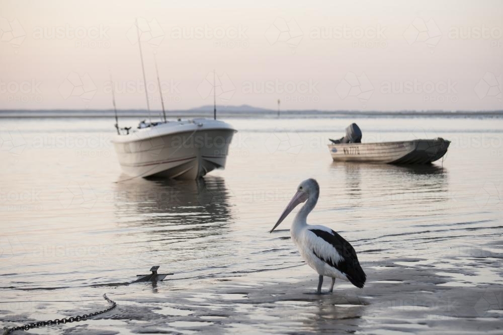 Boats and pelican on the water at Seventeen Seventy, Queensland - Australian Stock Image
