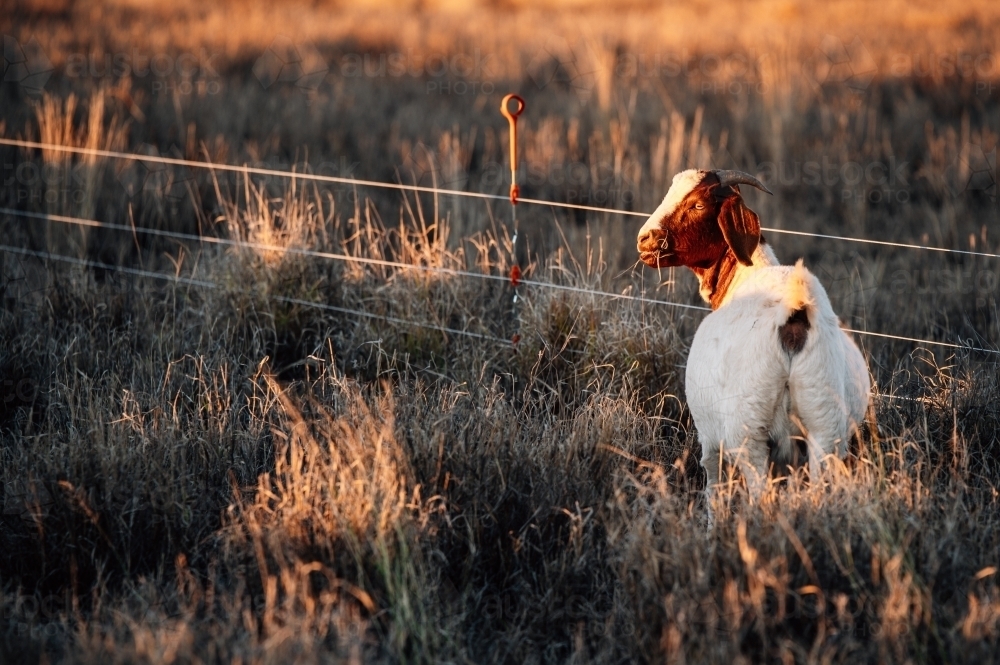 Boer goat standing in the pasture at the fence line - Australian Stock Image