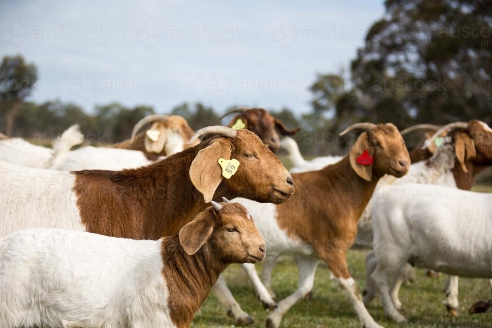 Image of Boer goats with kids on Australian farm Austockphoto