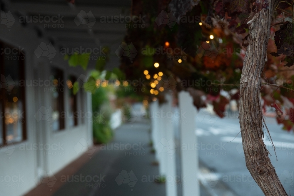 Bokeh Fairy Lights in the main street with Glory Vine - Australian Stock Image