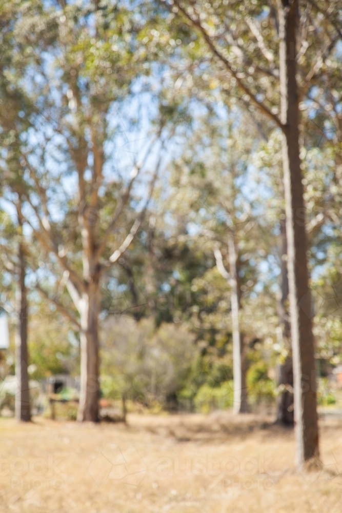 Bokeh out of focus gum tree bushland background - Australian Stock Image