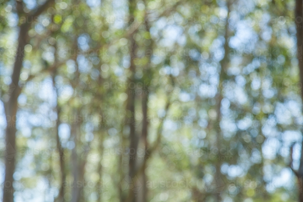 Bokeh out of focus gum tree bushland background - Australian Stock Image