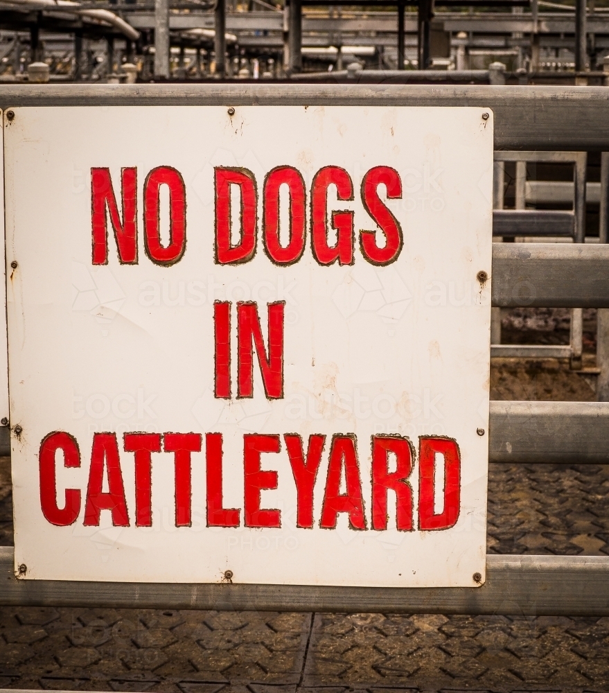 Bold red "No dogs in cattleyard" sign at sale yard - Australian Stock Image