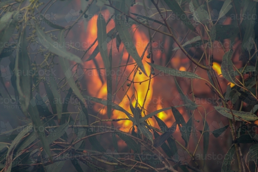 Bonfire burning through eucalyptus leaves - Australian Stock Image