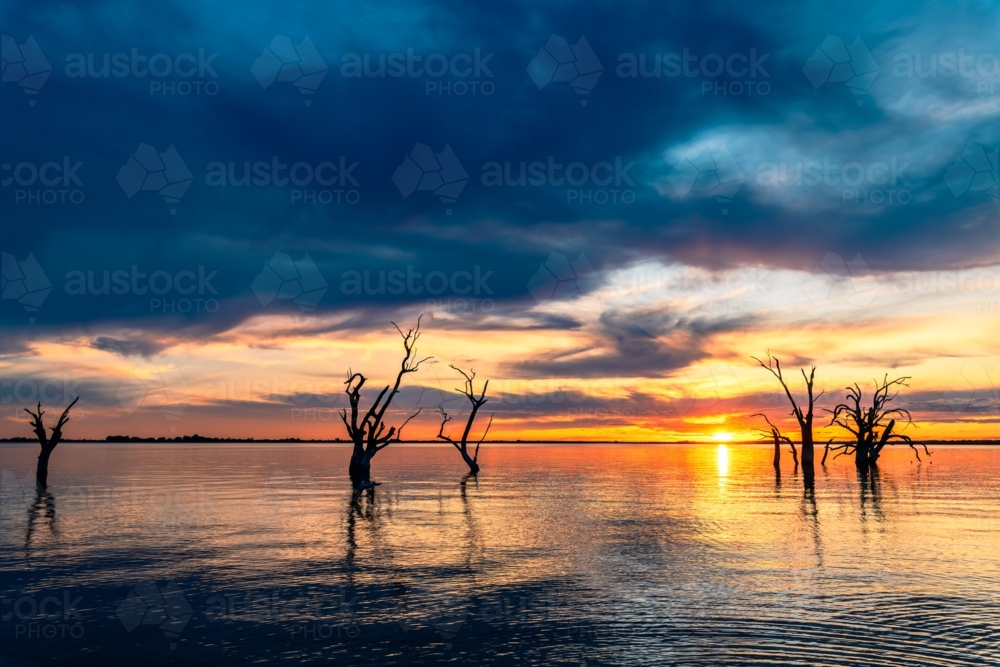 Bonney Lake with dead tree stumps in water at sunset time, Barmera, South Australia - Australian Stock Image