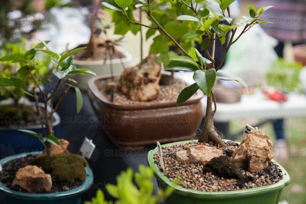Bonsai trees for sale at a market stall - Australian Stock Image