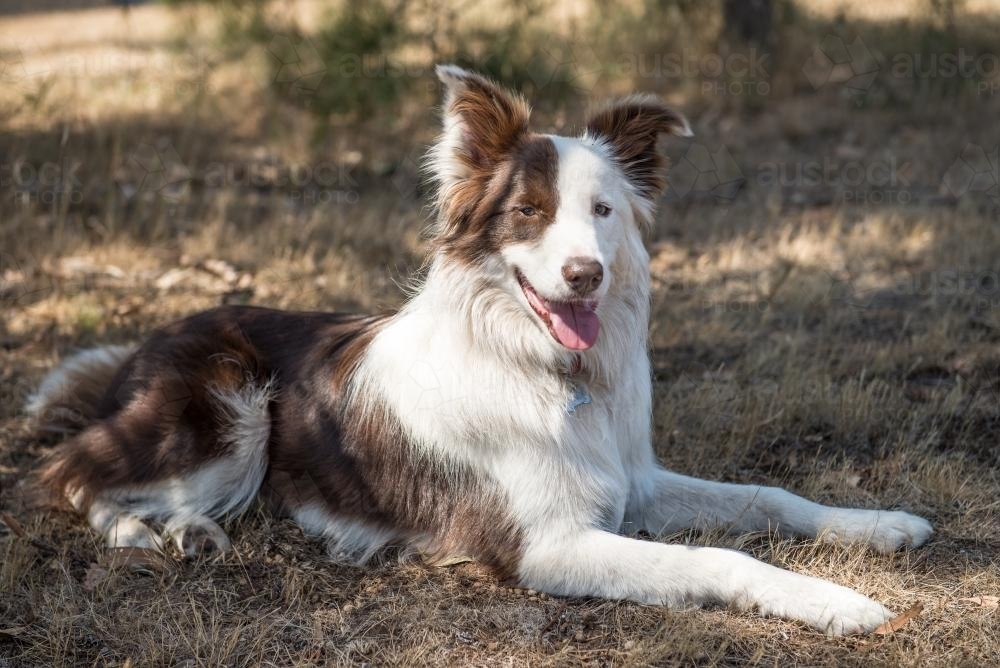 Border Collie - Australian Stock Image
