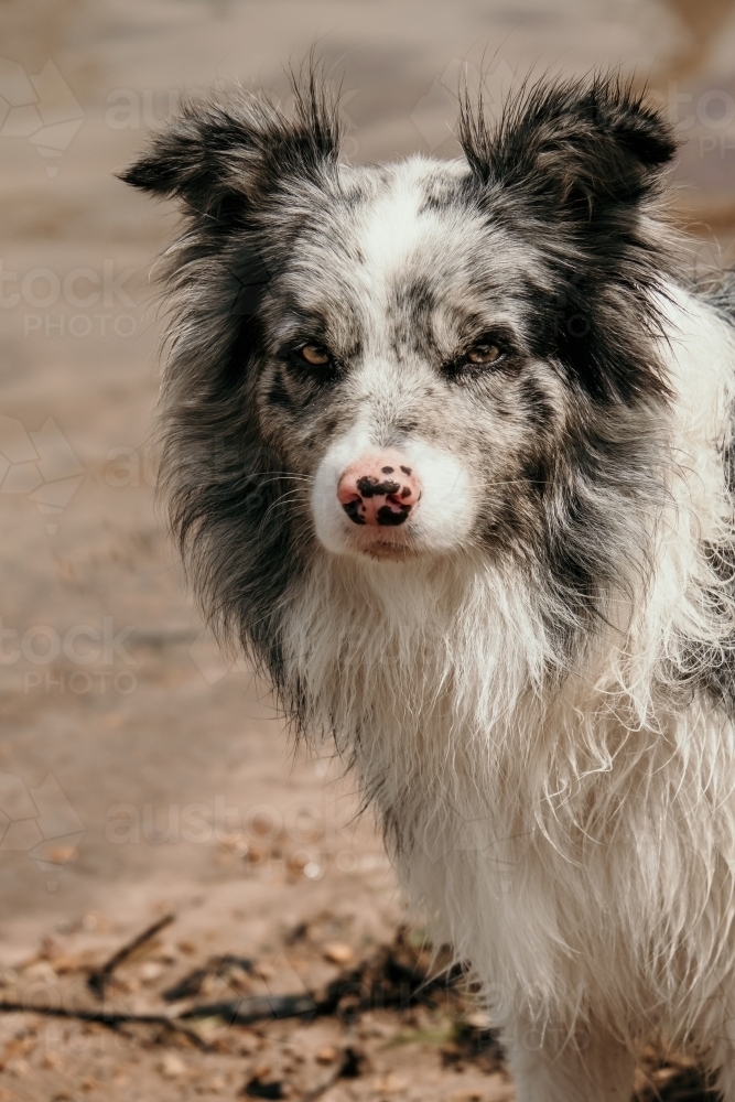 Border collie dog. - Australian Stock Image