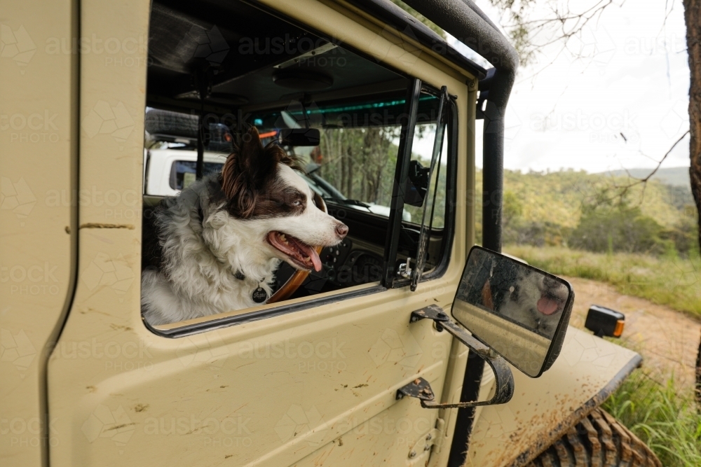 Border Collie dog in drivers seat of a four wheel drive - Australian Stock Image