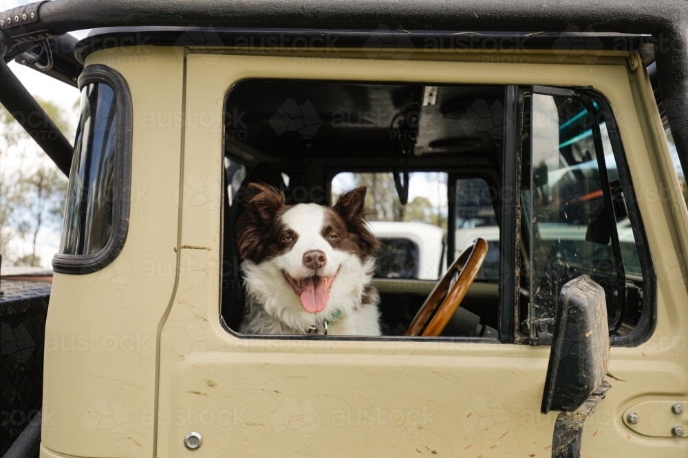 Border Collie dog in drivers seat of a four wheel drive - Australian Stock Image