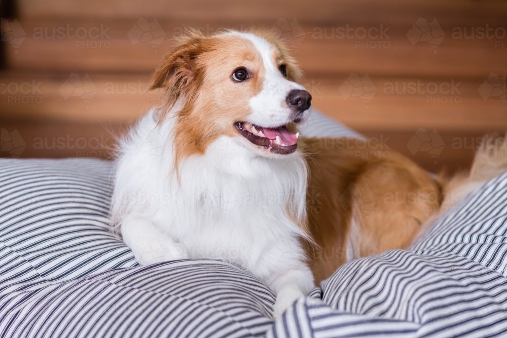 border collie dog on a bean bag - Australian Stock Image