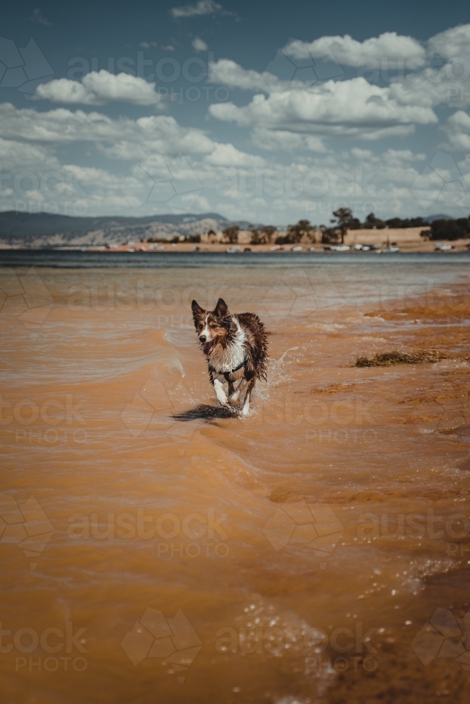 Border Collie dog playing at the waters edge at Lake Hume : Austockphoto Border Collie dog playing at the waters edge at Lake Hume - Australian Stock Image