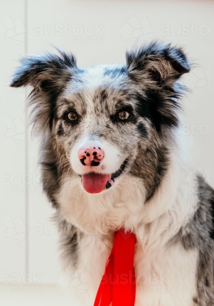 Border collie dog wears a red ribbon. - Australian Stock Image