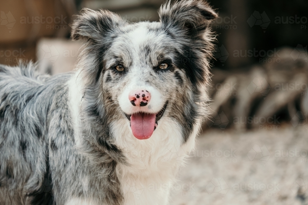 Border collie dog with tongue out. - Australian Stock Image