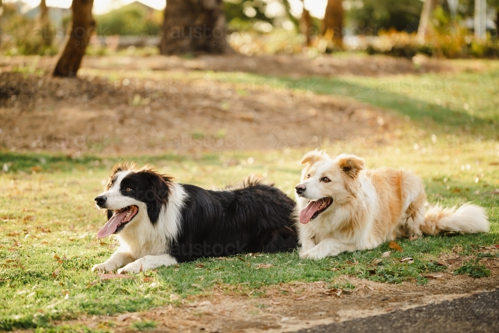 Border Collie dogs relaxing in the park - Australian Stock Image