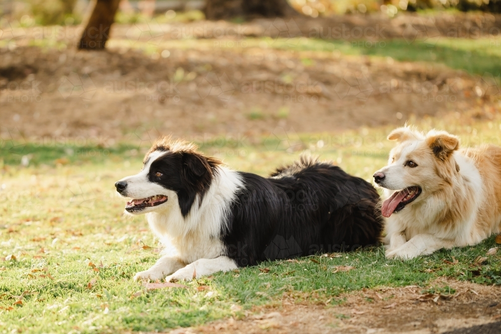 Border Collie dogs relaxing in the park - Australian Stock Image