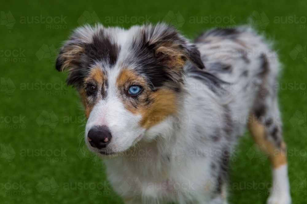 Border Collie Merle colouration - Australian Stock Image