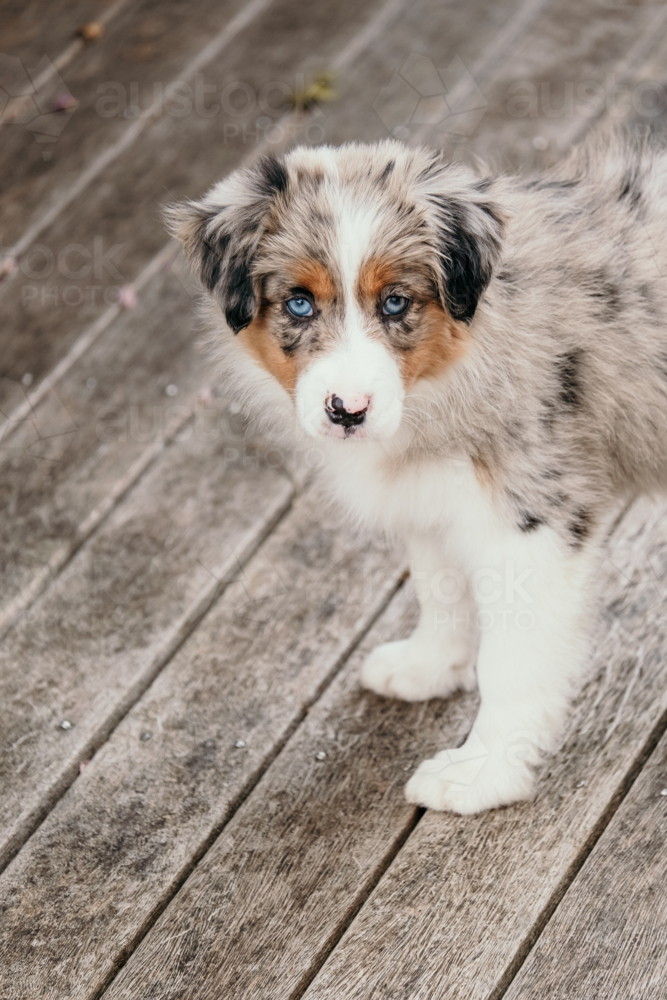 Border collie pup looks in to the camera. - Australian Stock Image