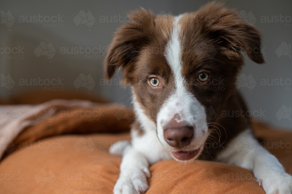 Image of border collie puppy Austockphoto