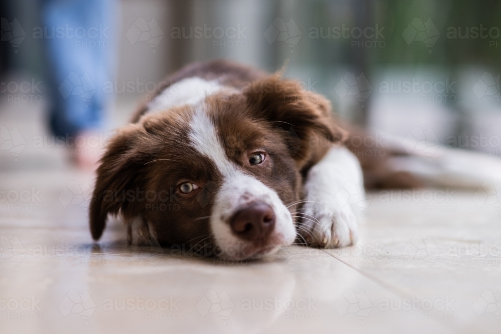 border collie puppy - Australian Stock Image