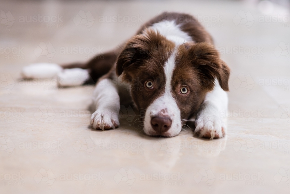 border collie puppy in brown and white colouring - Australian Stock Image