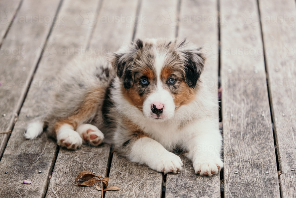 Border collie puppy sitting down. - Australian Stock Image