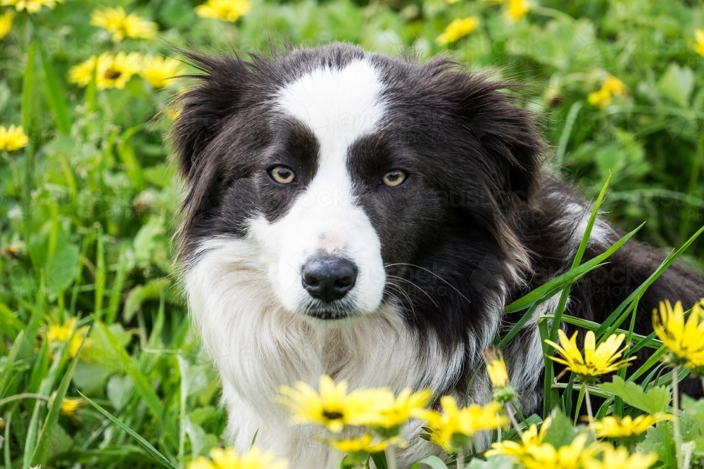 Border Collie sitting in the daisy paddock - Australian Stock Image