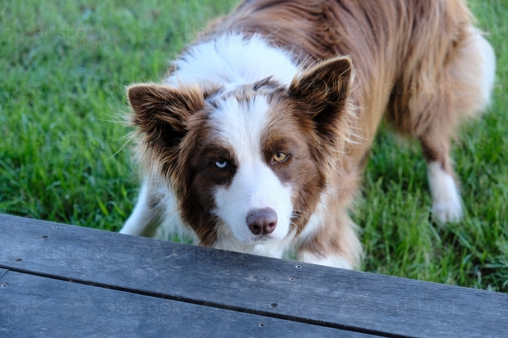 Border collie with brown and blue eyes - Australian Stock Image