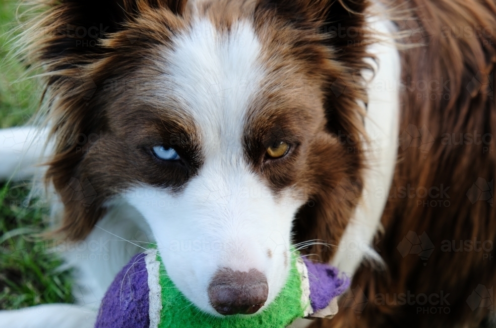 Image Of Border Collie With Brown And Blue Eyes Austockphoto